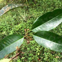 Palaquium thwaitesii Trimen